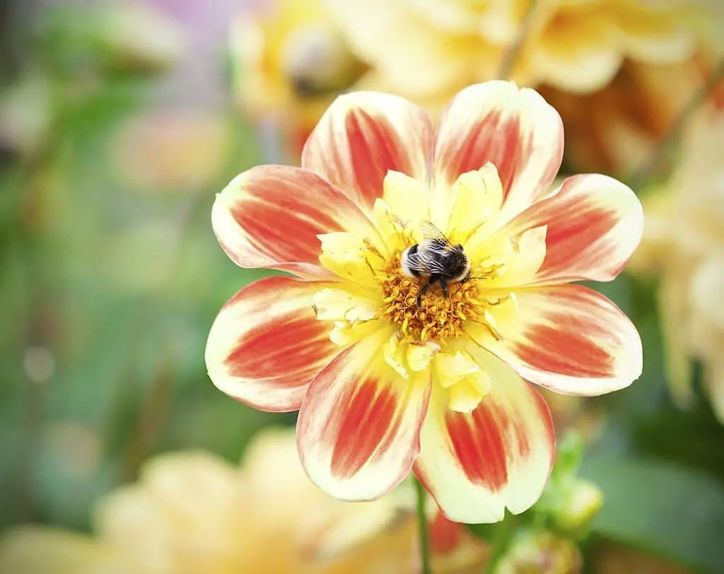 Dahlia ‘Pooh’.