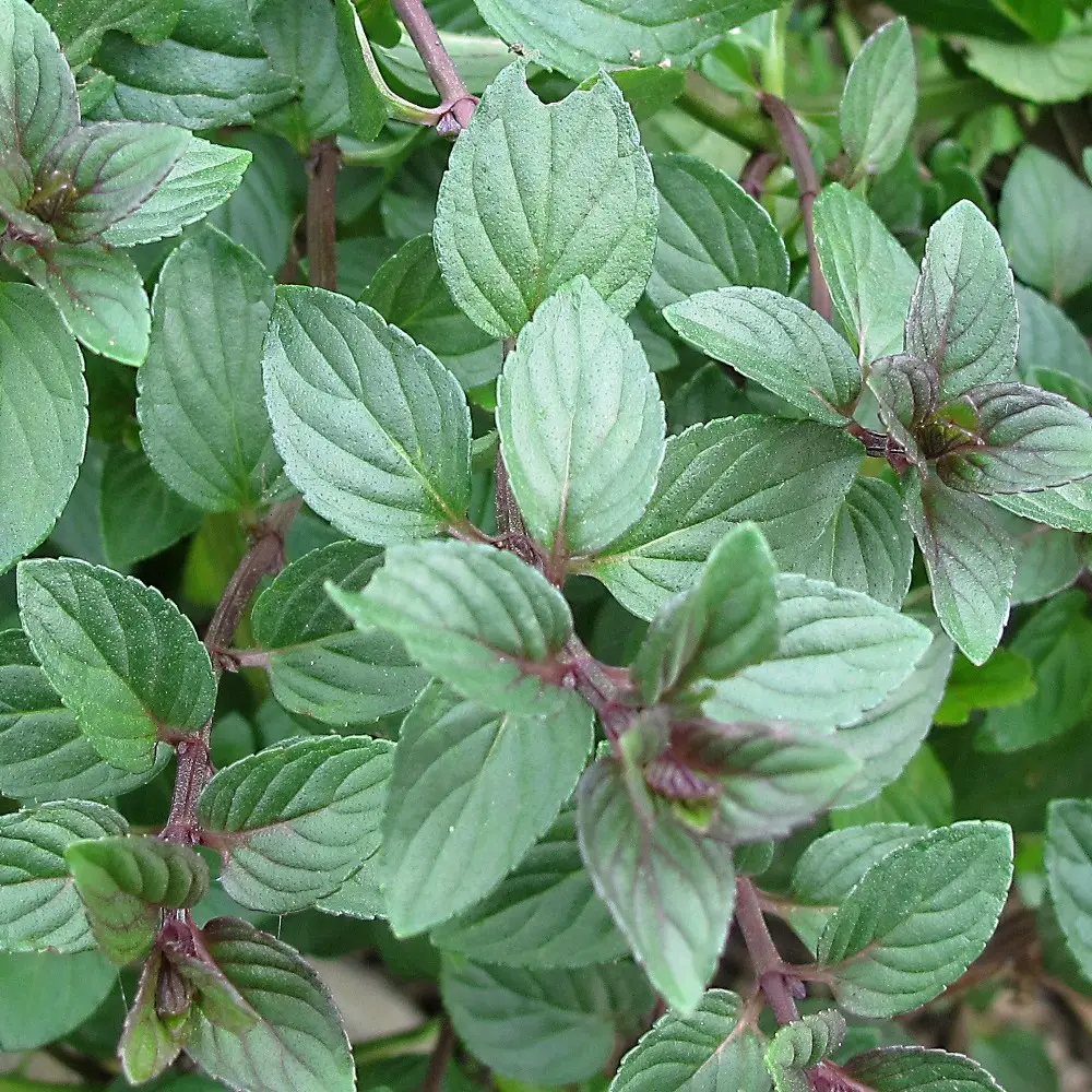 Chocolate mint, Mentha x piperita citrata ‘Chocolate’