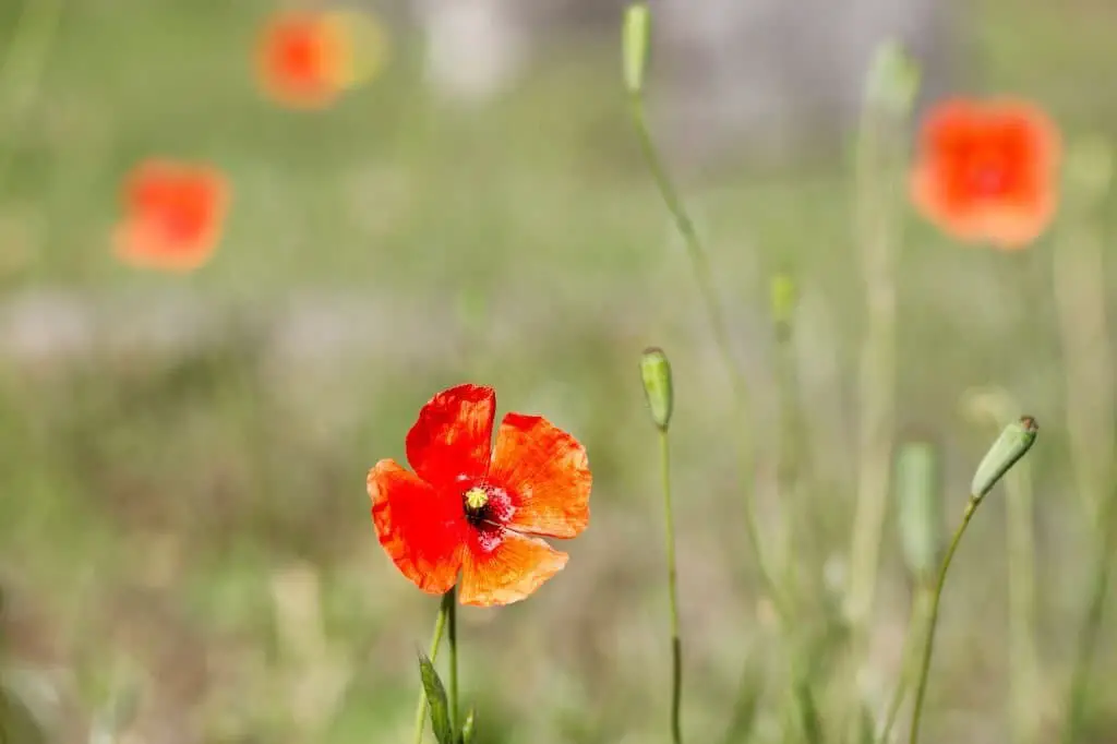 Long-headed poppy (Papaver dubium).