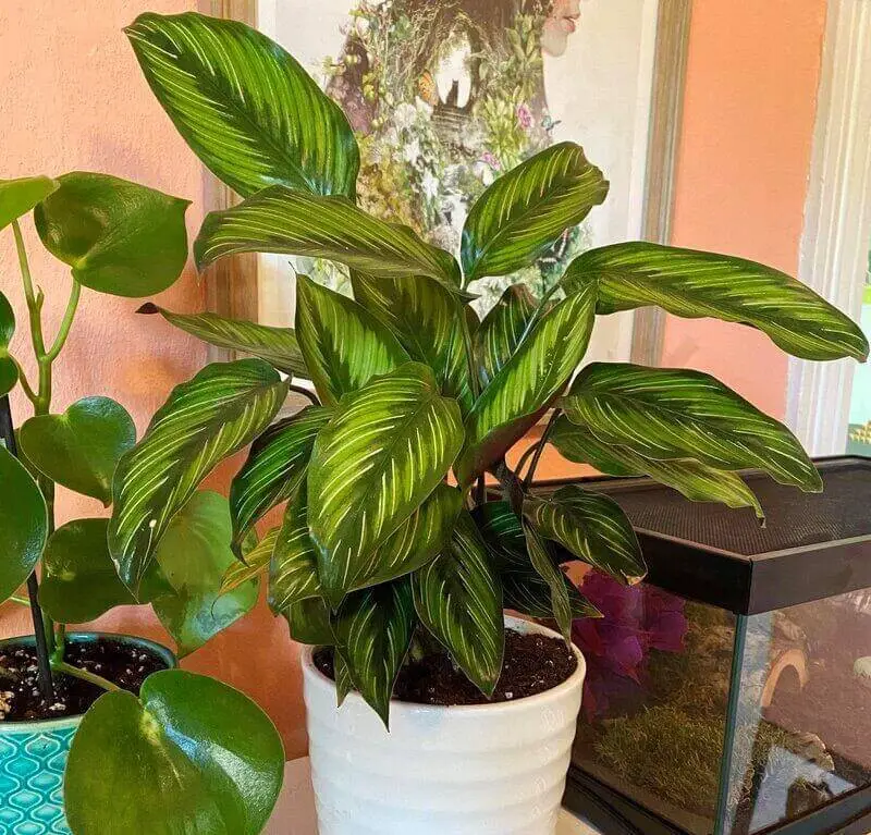 Calathea Ornata (Pin-Stripe Calathea)