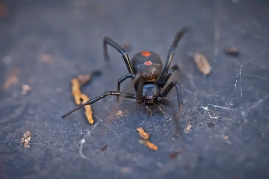 Redback Spiders (Latrodectus hasselti)