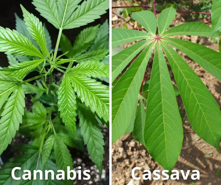 Cassava (Manihot esculenta)