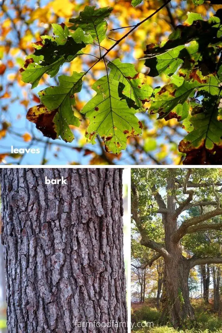 Black Oak (Quercus velutina)