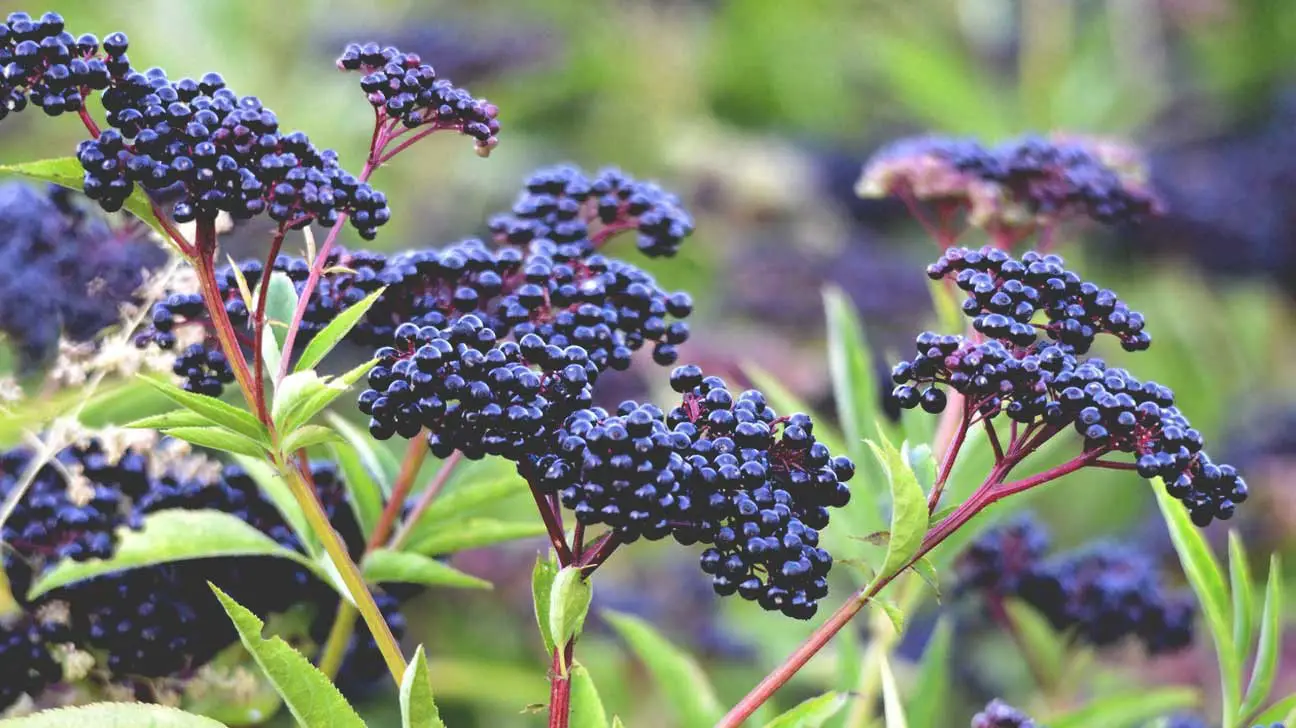 Colorful Viburnum Berries to Feed Birds