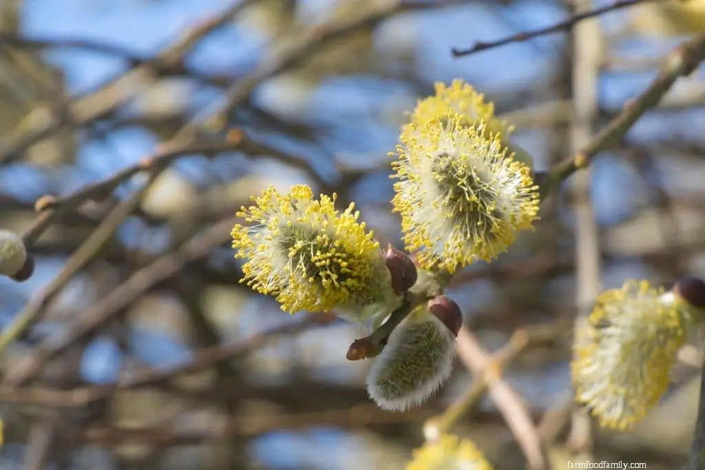 Goat Willow (Salix caprea)