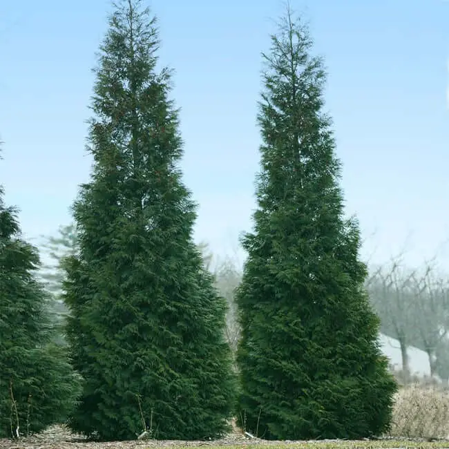 Full Speed A Hedge® American Pillar Arborvitae (Thuja occidentalis ‘American Pillar’)