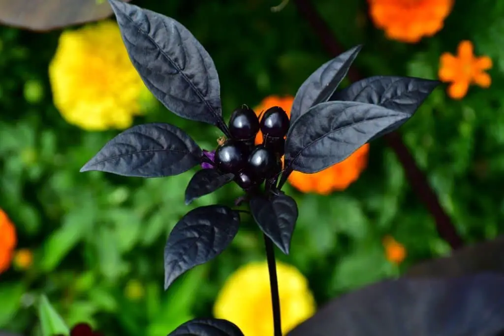 ‘Black Pearl’ Pepper (Ornamental Pepper Black Pearl).