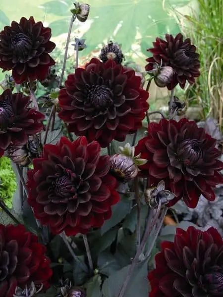 Dahlia ‘Karma Choc’.