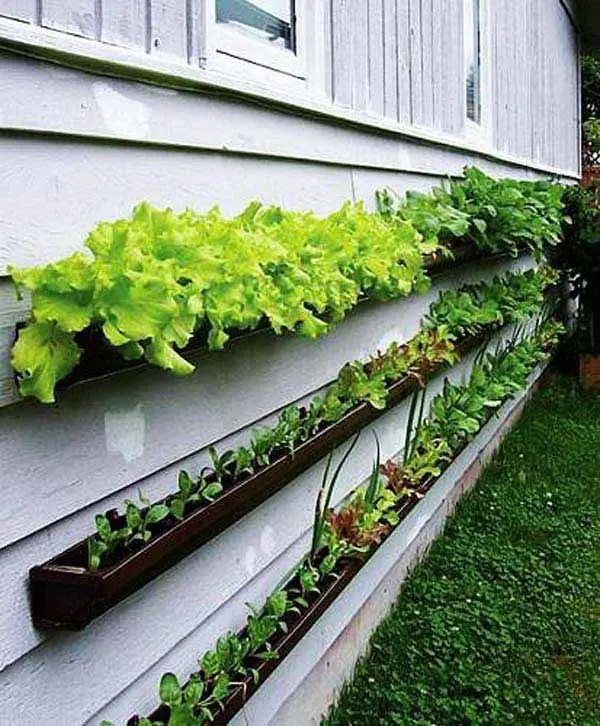 Used as window garden boxes