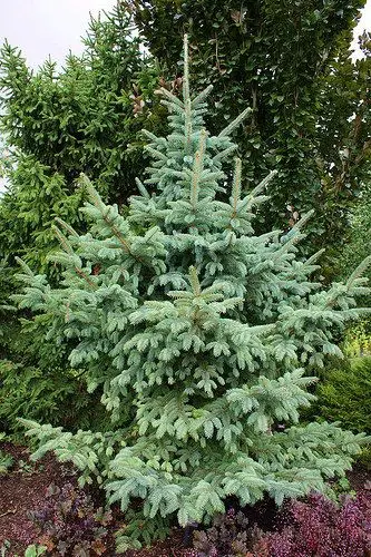 Dragon spruce (Picea asperata)