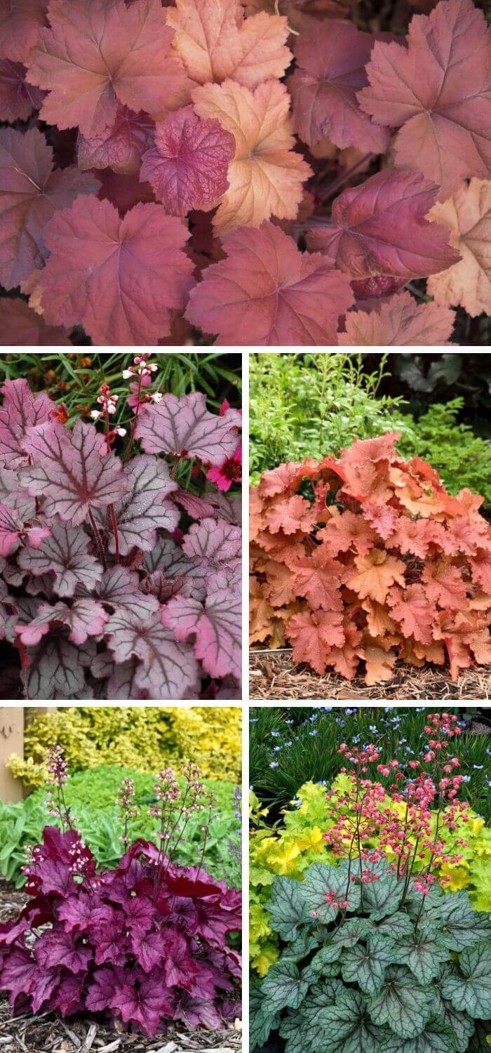 Heuchera (Coral bells)