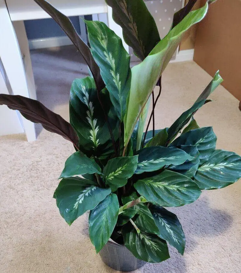 Calathea Louisae