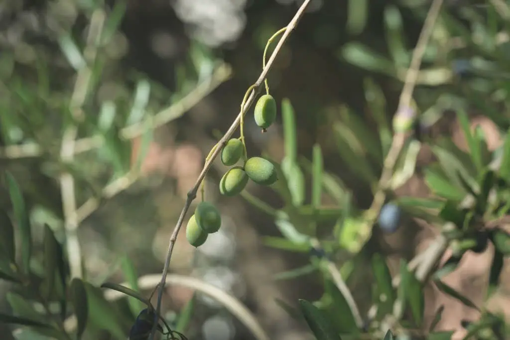 Cailletier Olive Tree (Olea europaea ‘Cailletier’).