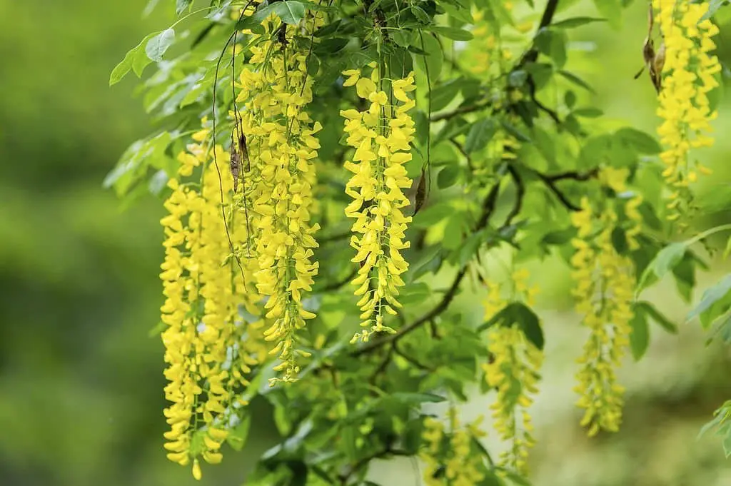 Golden Chain Tree (Laburnum anagyroides).