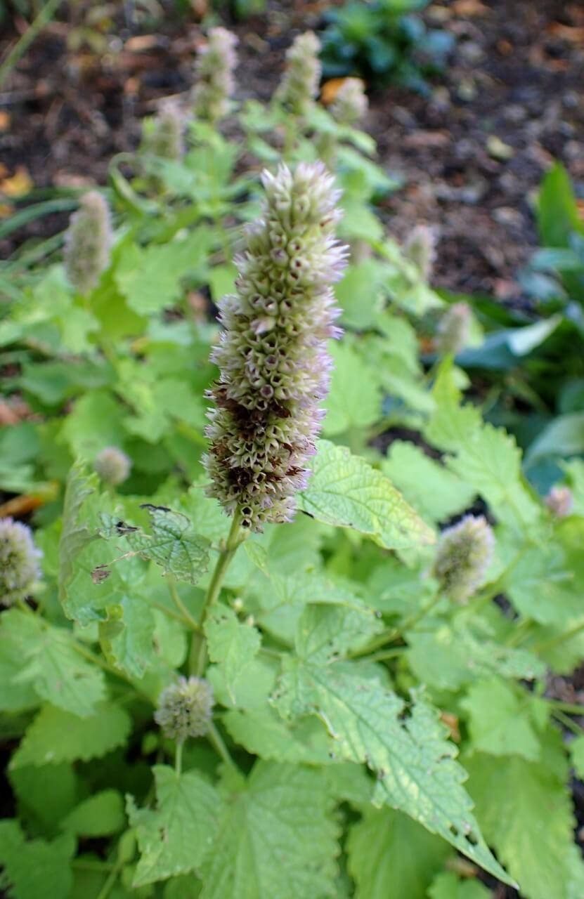 Favorite Agastache Blooms in Almost Any Color