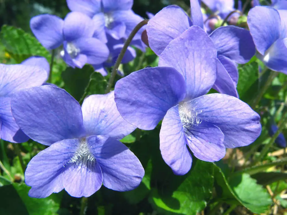 #5. Violets ‘Sweet Violets’ Viola sororia