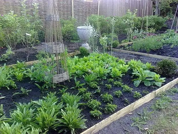 Lettuce in raised beds with hoops