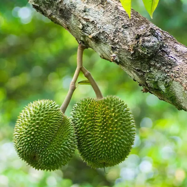 Durian trees.