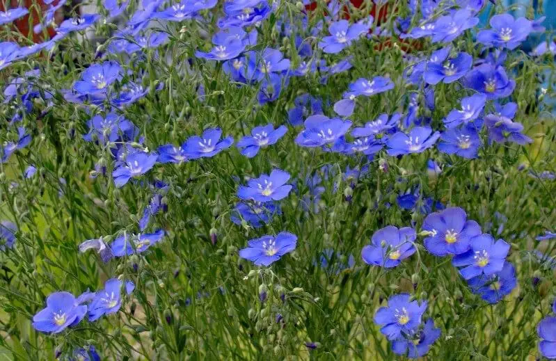 #3. Blue Flax