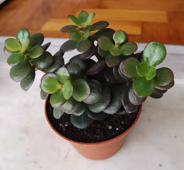 Crassula Ovata Crosby Compact (Dwarf Jade Plant)