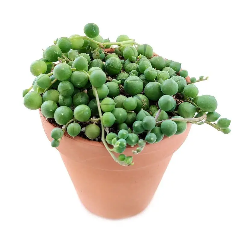 String of Pearls (Curio rowleyanus or Senecio rowleyanus)