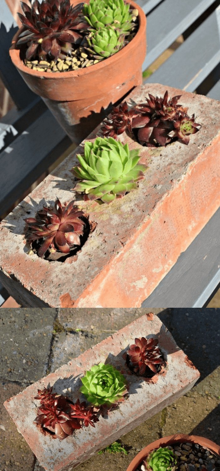 Succulents Planter