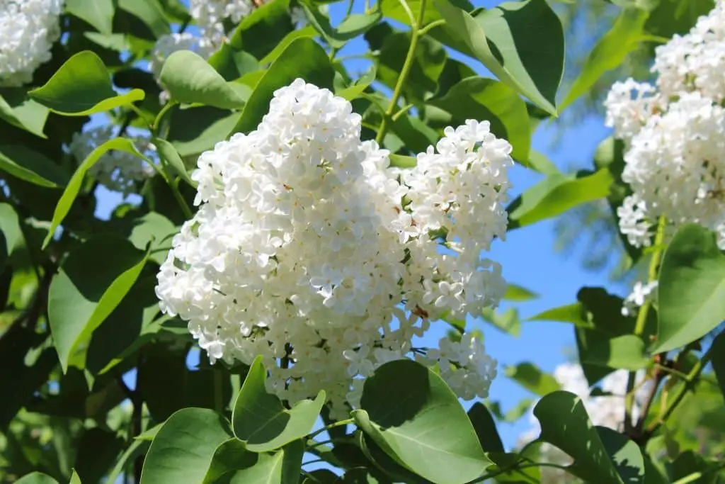 Common Lilac (Syringa vulgaris).