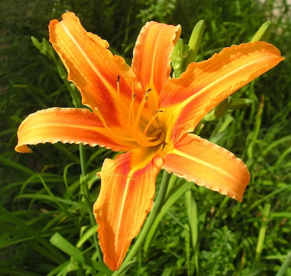 Tawny Day-Lily (Hemerocallis fulva)