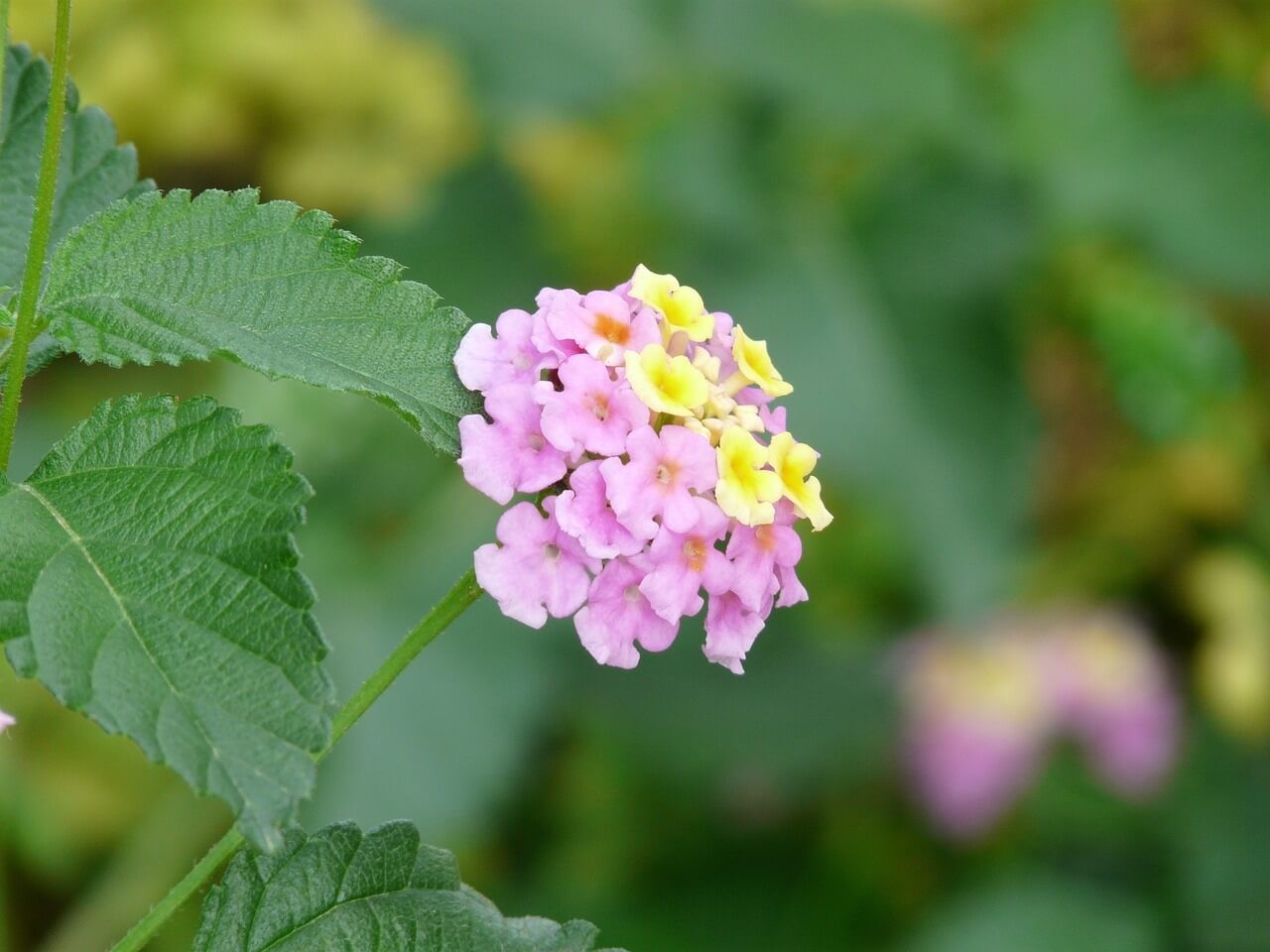 For a Variety of Colours, Choose the Lantana Camara