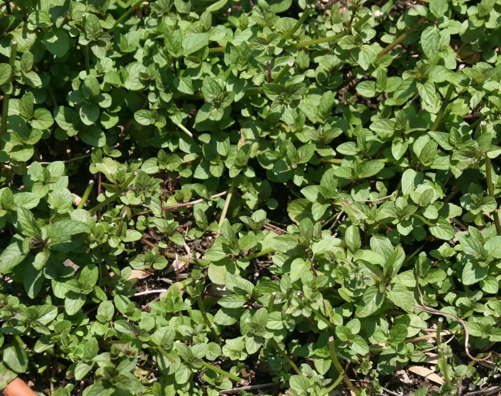 Chocolate Mint (Mentha × piperita f. citrata ‘Chocolate’)