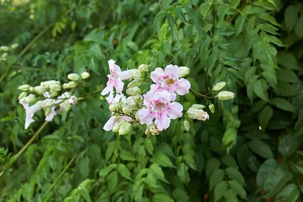 Lavender Trumpet Vine (Clytostoma callistegioides).