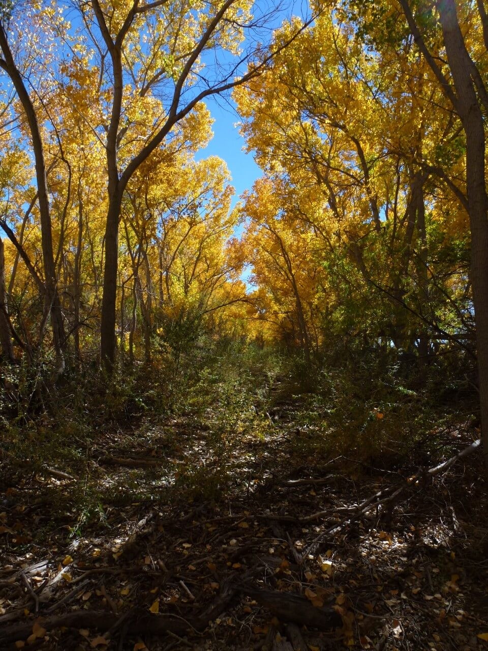 Cottonwood trees (Populus deltoids)