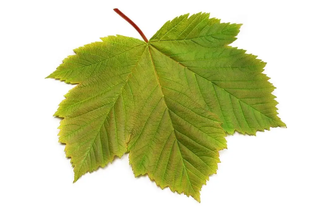 Sycamore Maple (Acer pseudoplatanus)