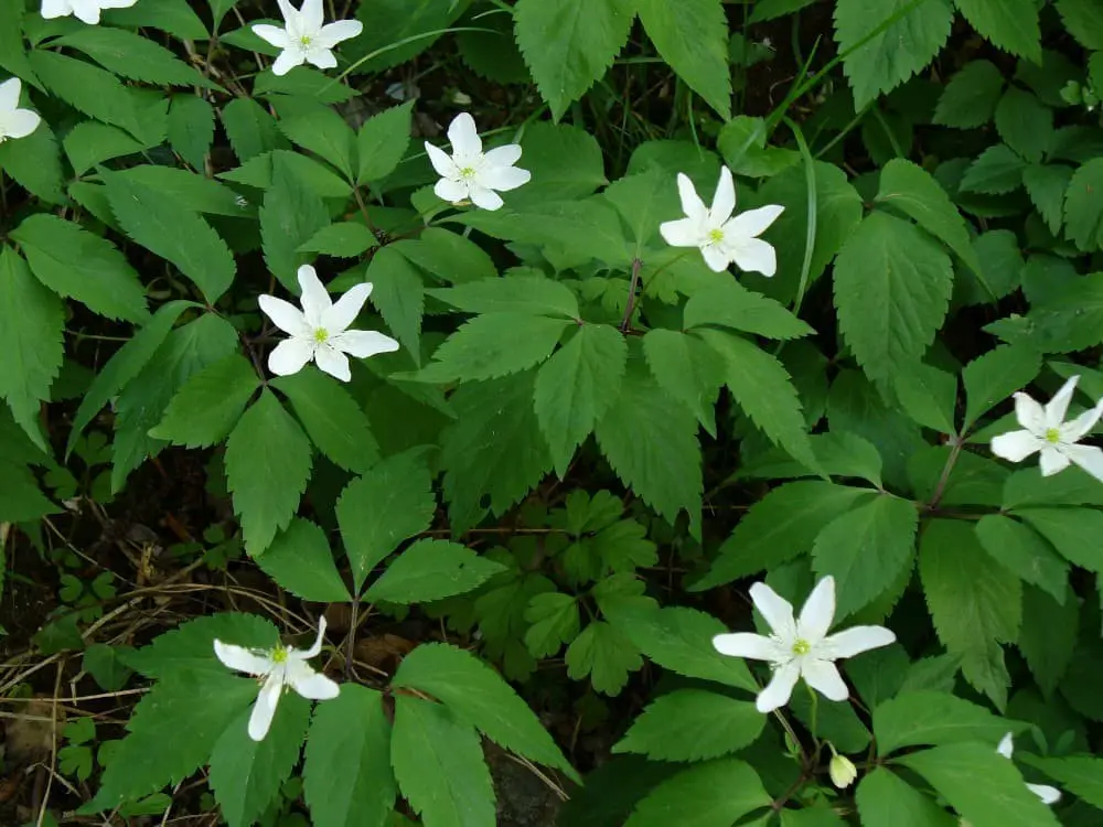 Anemone Trifolia ‘Bridal Veil’