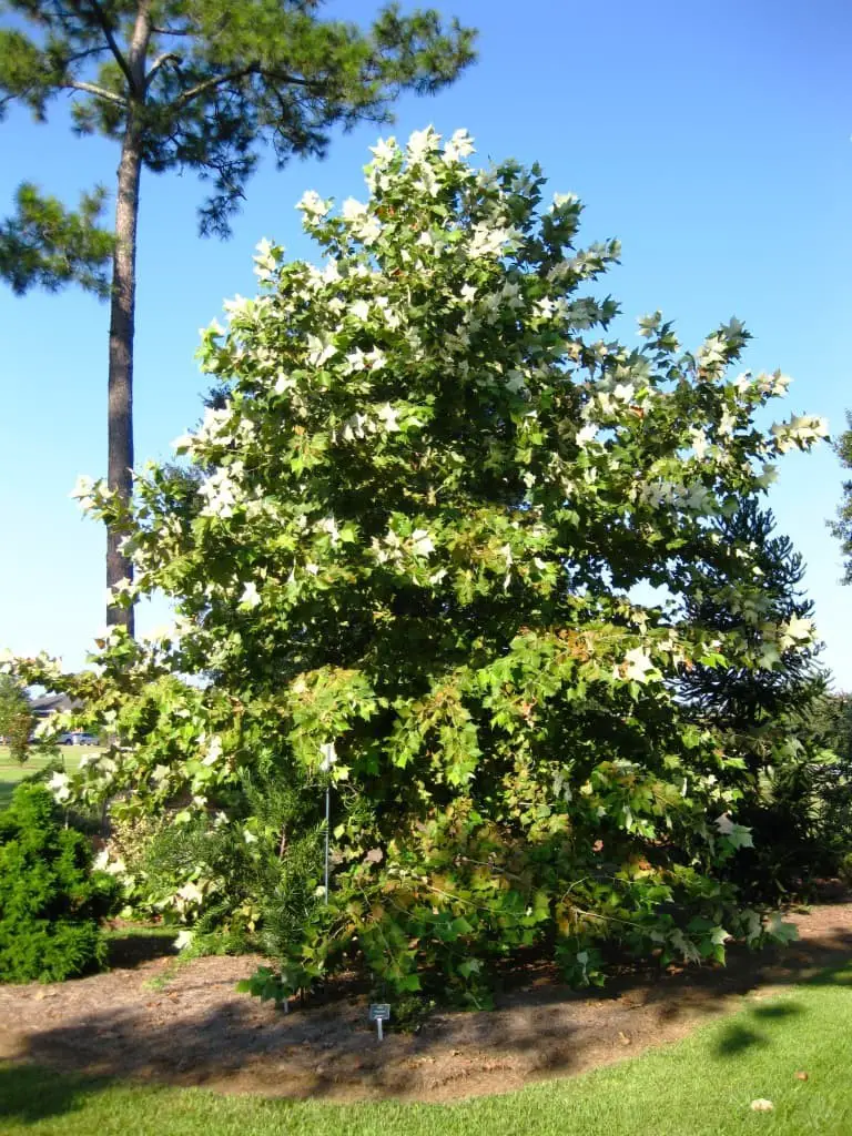 Mexican Sycamore Tree (Platanus Mexicana).