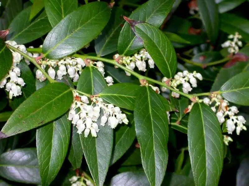 Leucothoe axillaris – North American Native