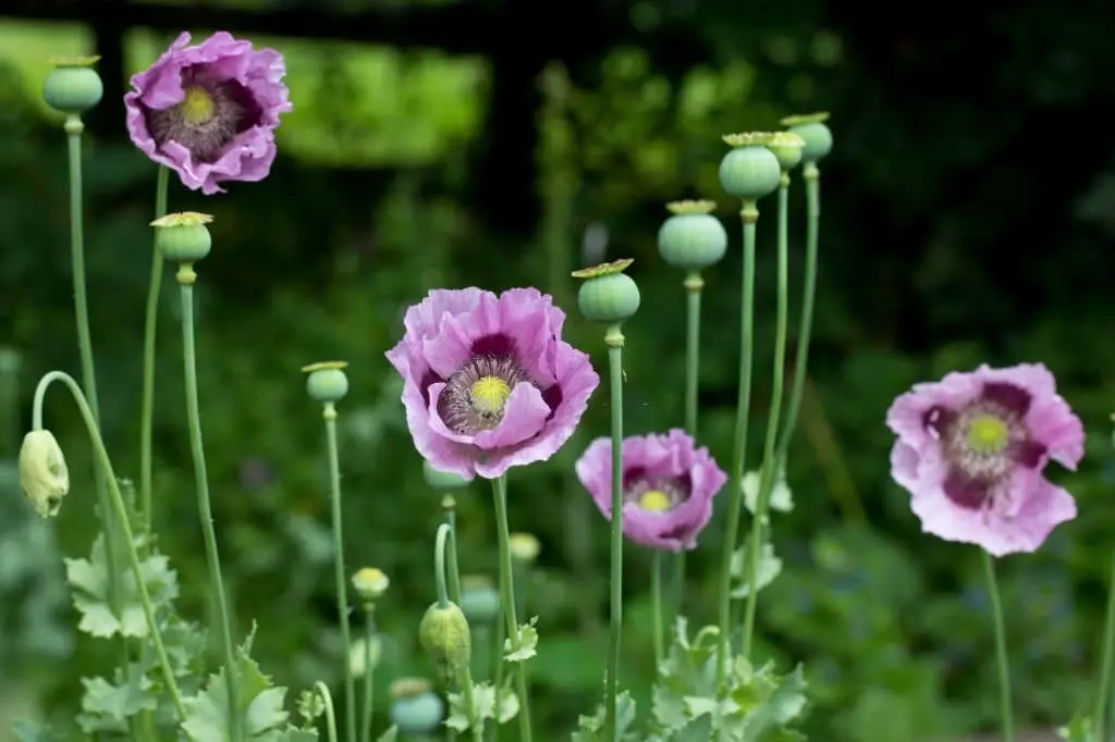 Opium Poppy (Papaver somniferum).