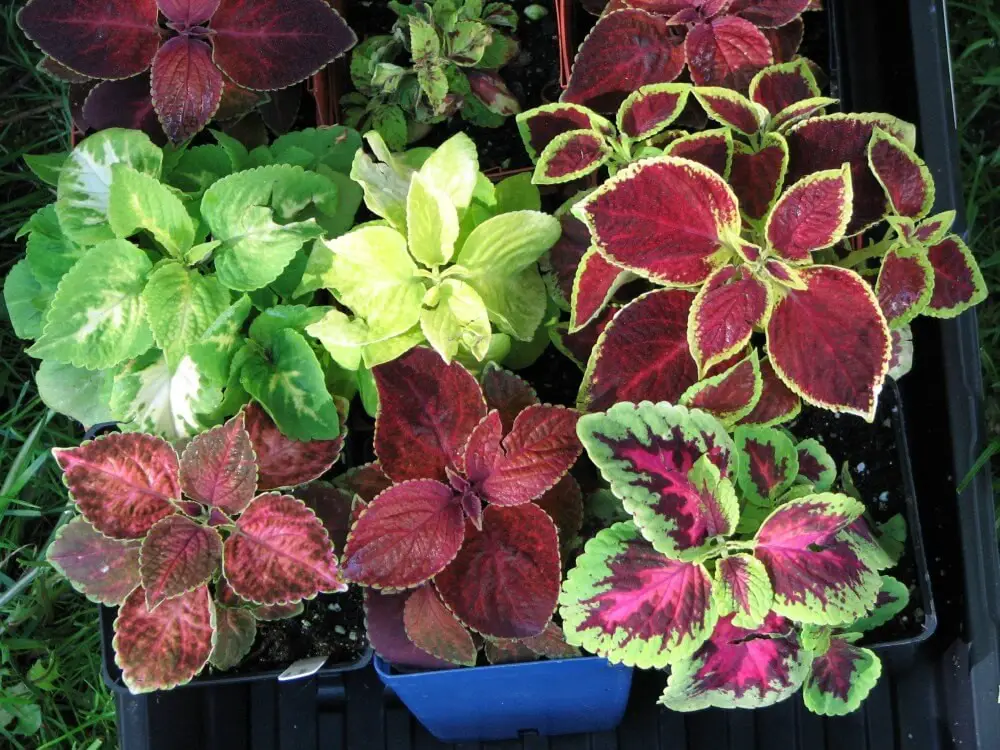 Coleus