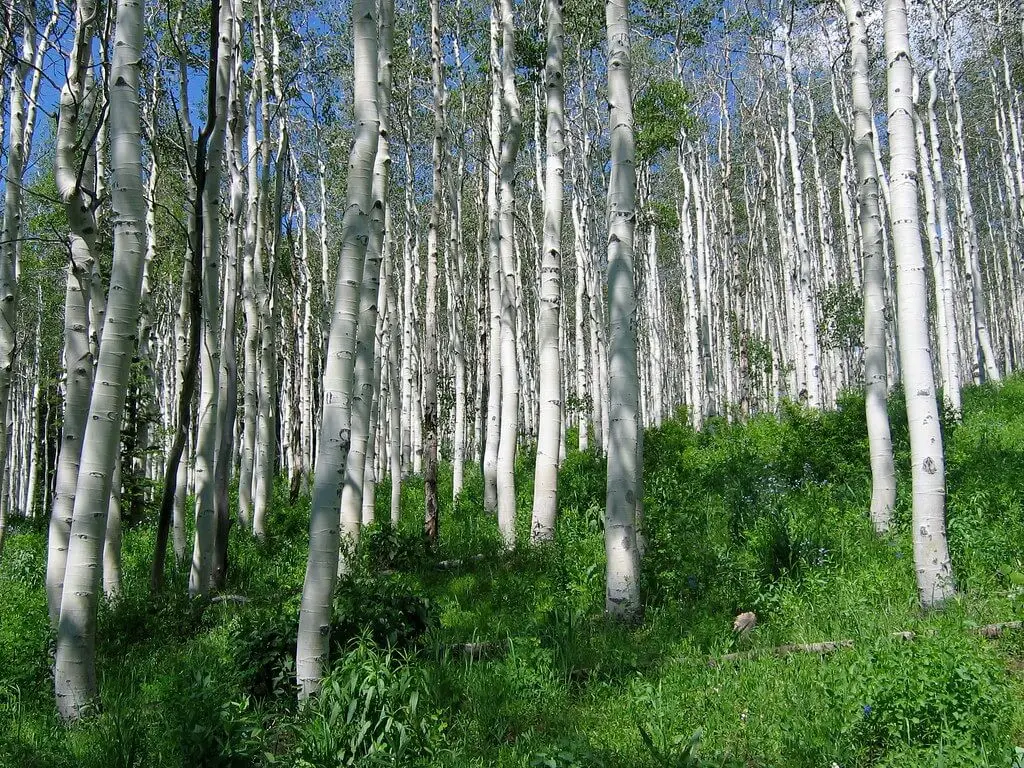 Birch trees