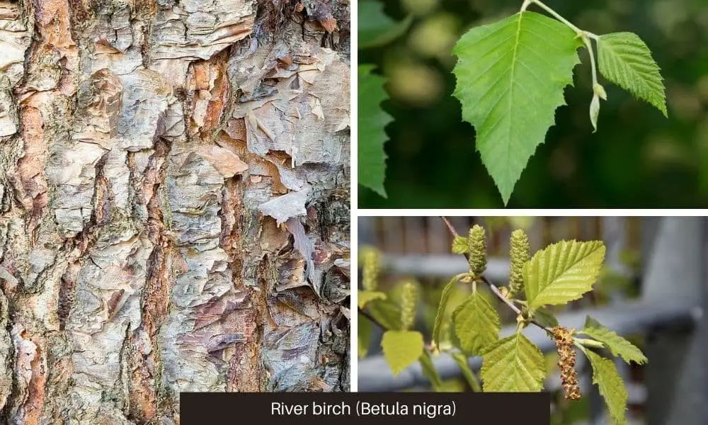 River Birch (Betula nigra)