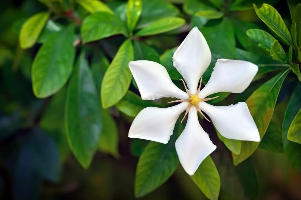 Gardenia Augusta