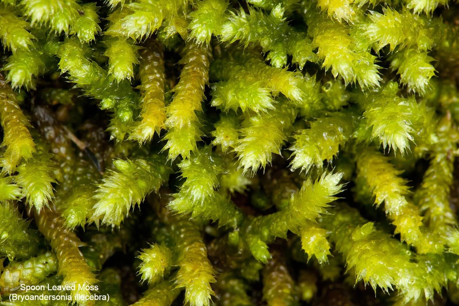 Spoon Leaved Moss (Bryoandersonia illecebra)