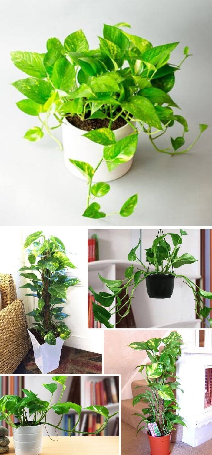 The nice looking Golden Pothos