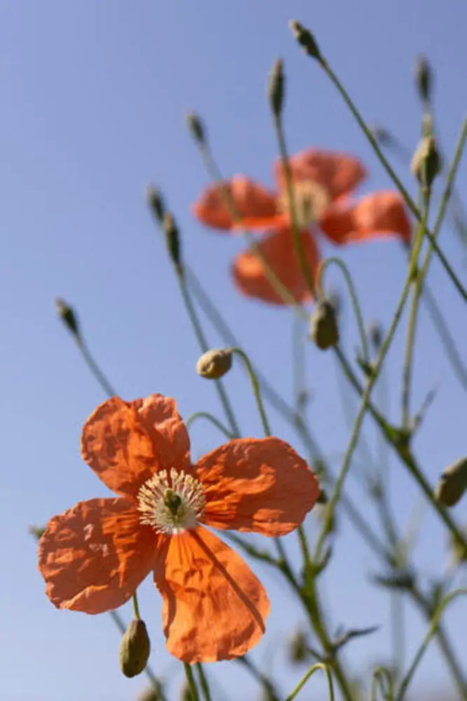 Armenian poppy (Papaver armeniacum).