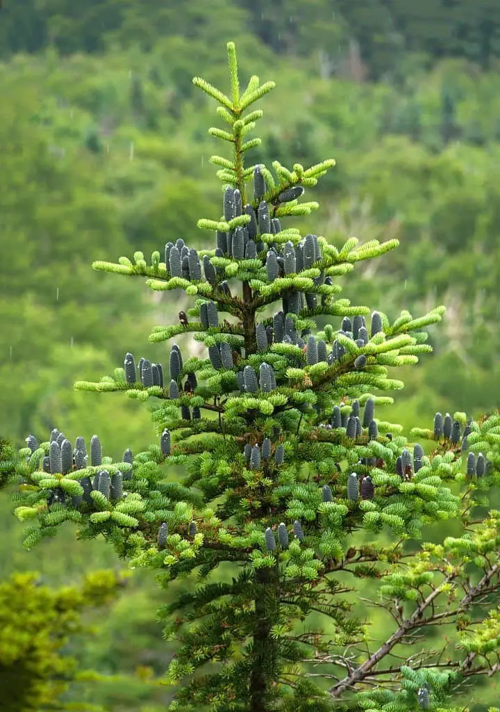 Balsam Fir Tree (Abies balsamea).