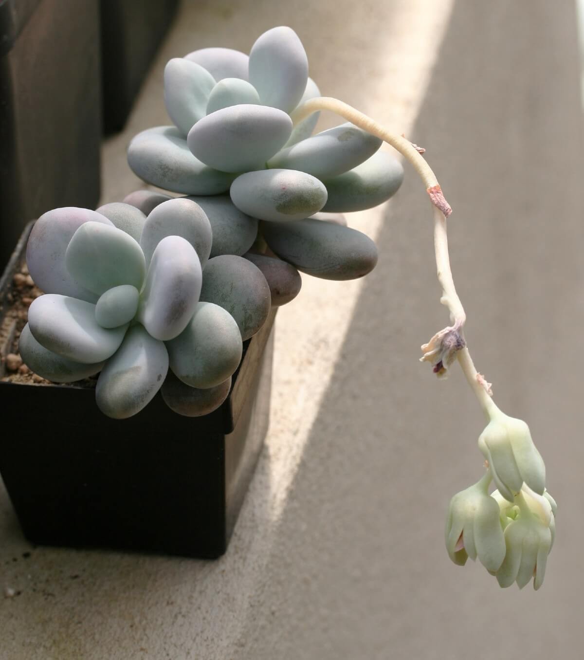 Moonstone Plant (Pachyphytum oviferum)