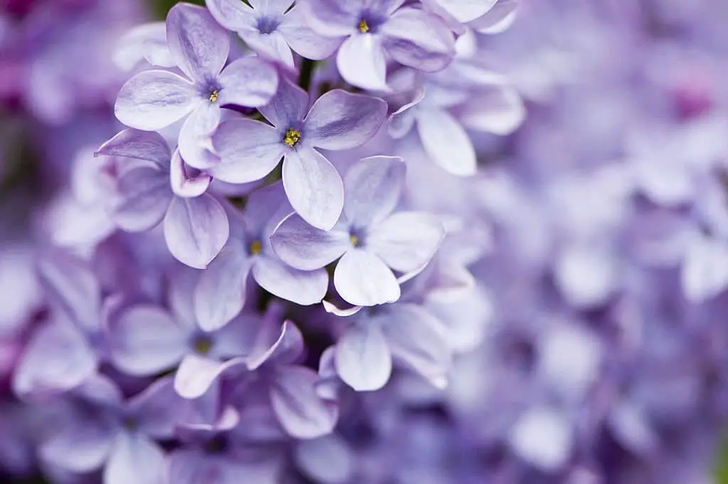 Fragrant Lilac (Syringa vulgaris).