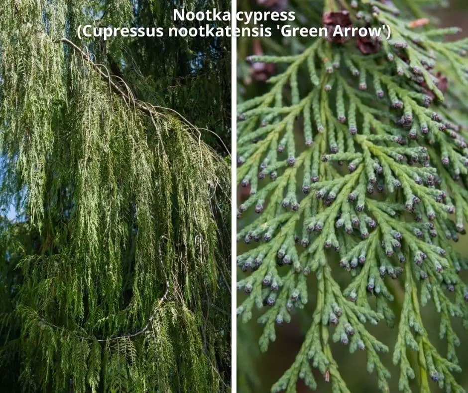 Nootka cypress (Cupressus nootkatensis ‘Green Arrow’)