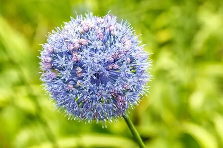 #9. Allium caeruleum, Azure allium