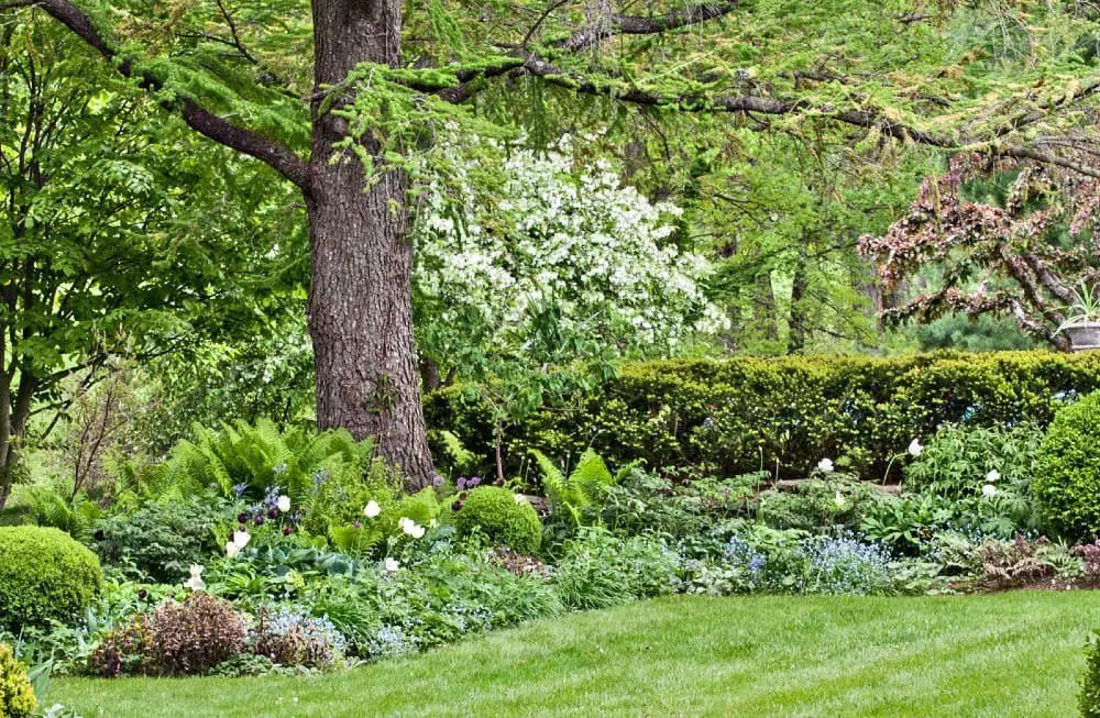 Trees and shrubs.